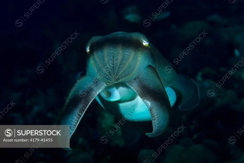Broadclub Cuttlefish (Sepia latimanus) with its arms raised in a hunting Posture, Seq# 1/2 Bali, Indonesia