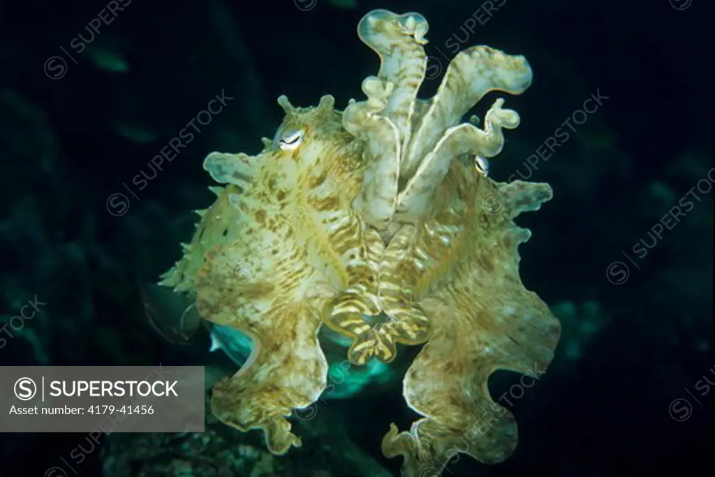 Broadclub Cuttlefish (Sepia latimanus) with its Arms raised in a defensive Posture, Seq# 2/2 Bali, Indonesia