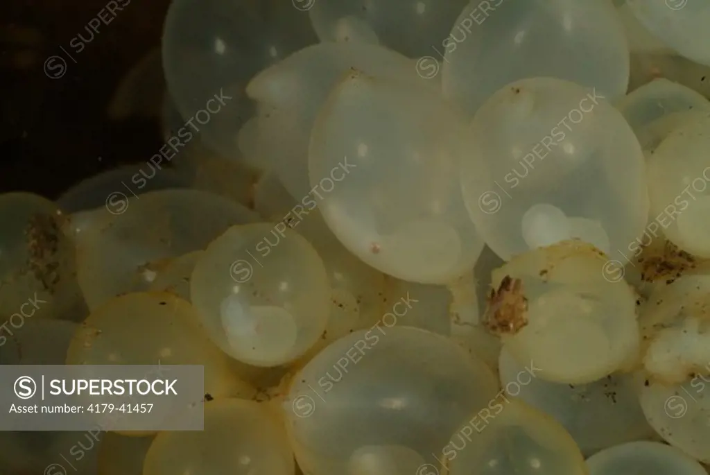 Eggs of Cuttlefish (Sepia sp.) Bali, Indonesia.