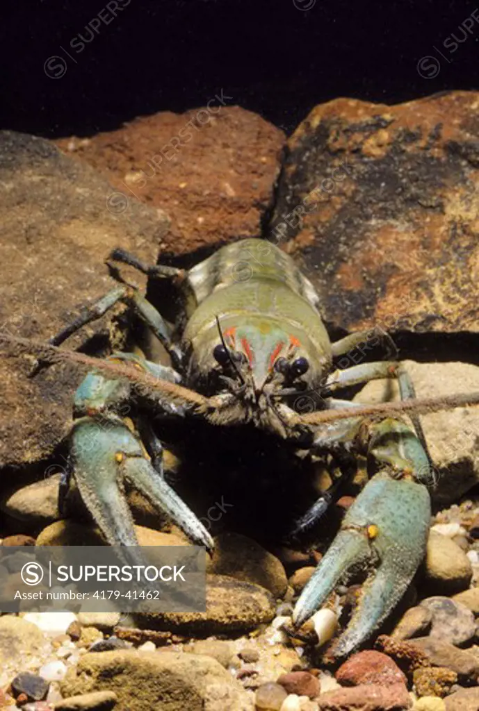 Green Crayfish (Barbicambarus cornutus), Gaspar River, KY
