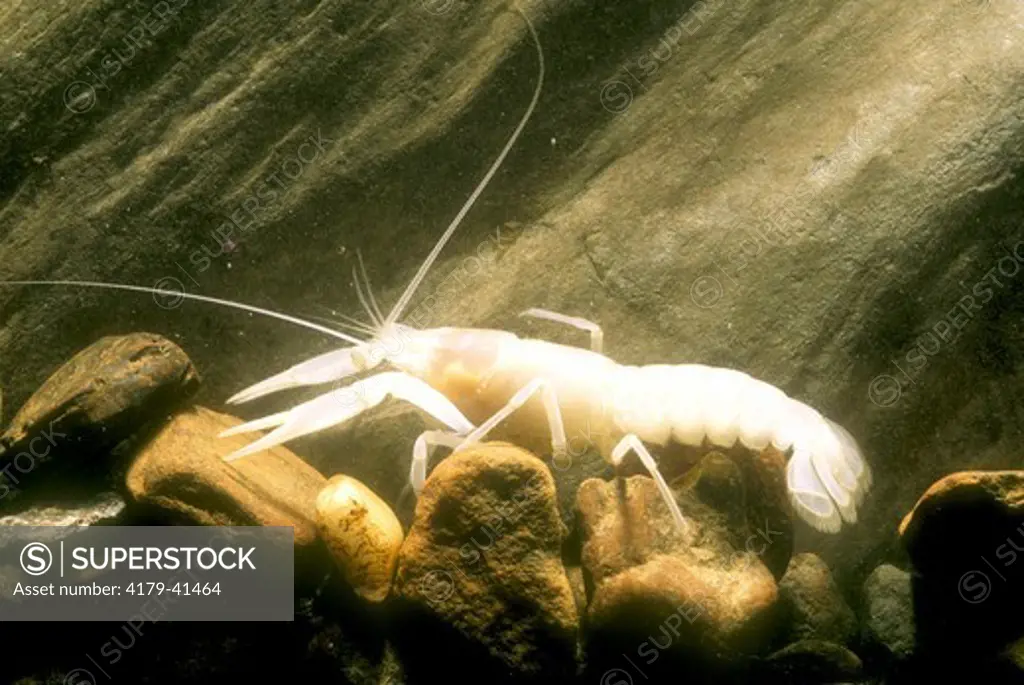 Blind Cave Crayfish (Procambarus sp.), TN, Tennessee