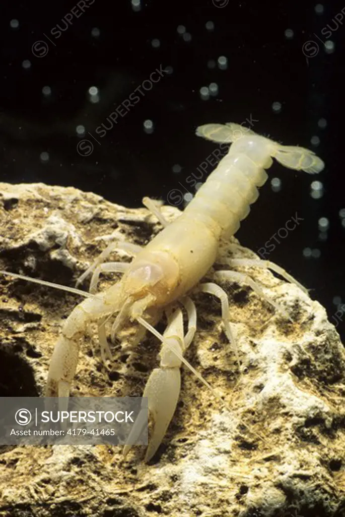 Blind Cave Crayfish (Orconectes intermis), KY