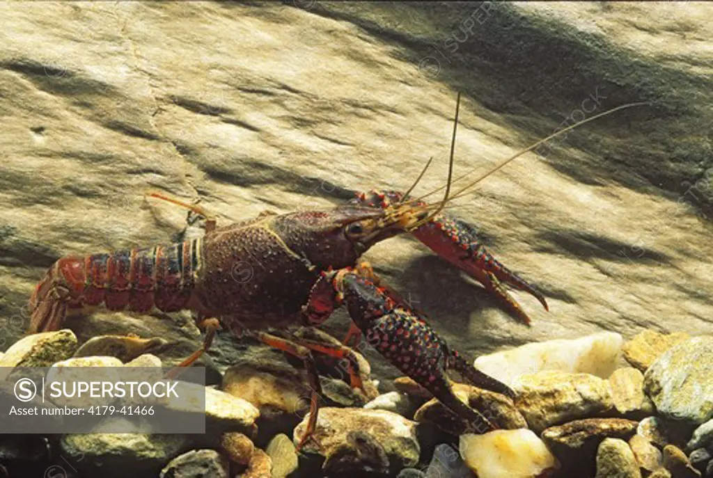 Crayfish (Cambarus chasmodactylus), Greenbrier River, W. VA