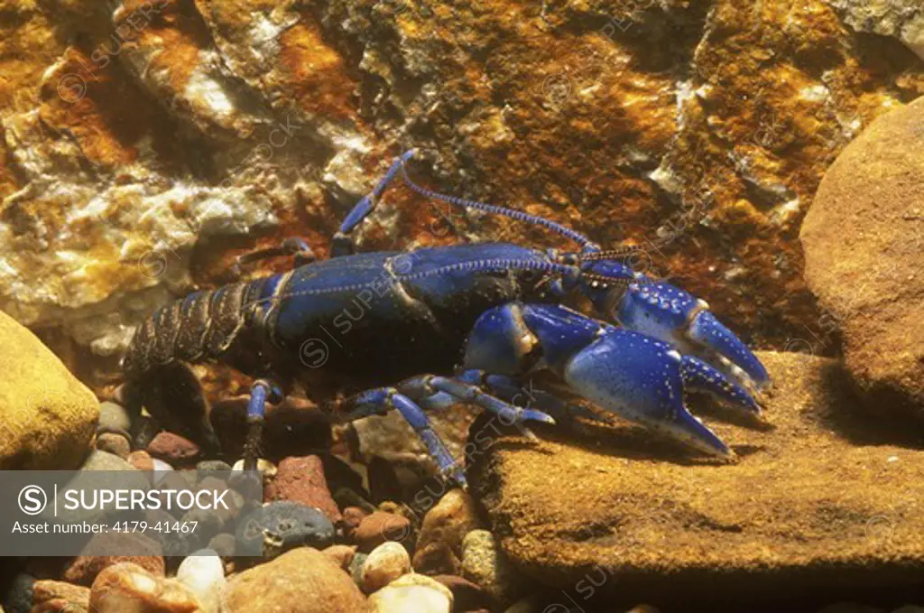 Crayfish (Cambarus australis), White Co., TN, Tennessee