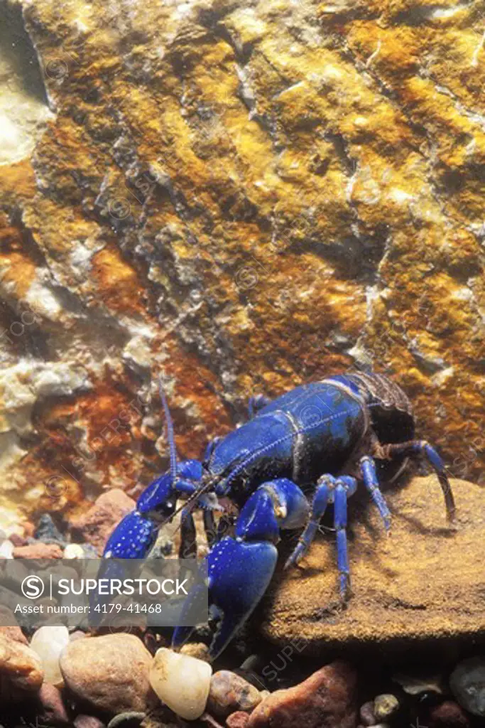 Blue Crayfish (Cambarus monongalensis), Monongahela N.F., W. VA