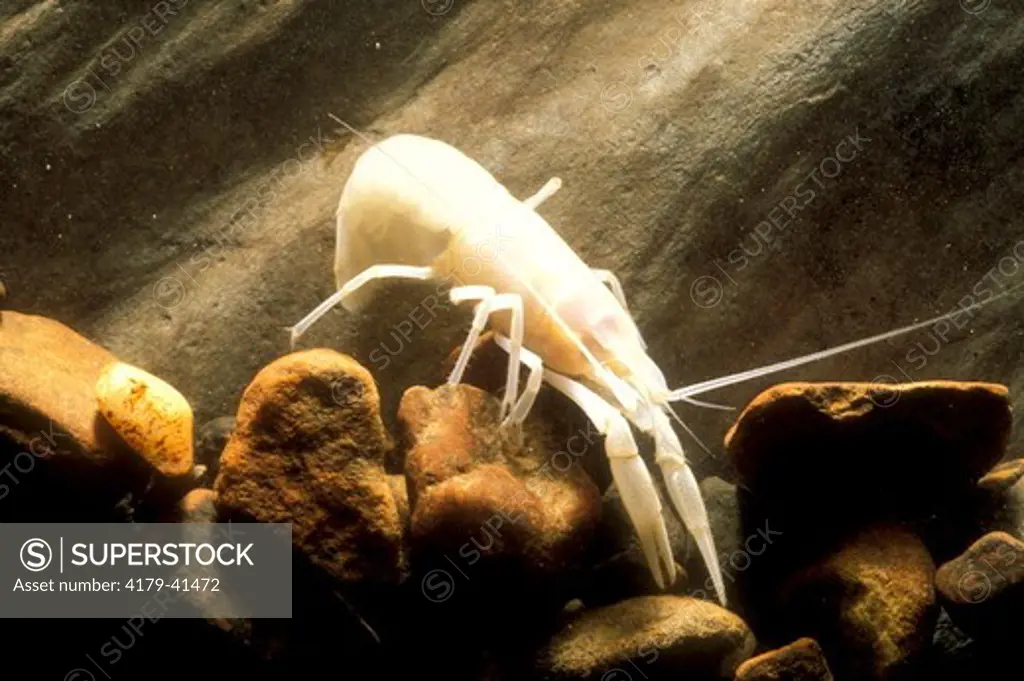 Blind Cave Crayfish (Procambarus sp.), Blount Co., TN