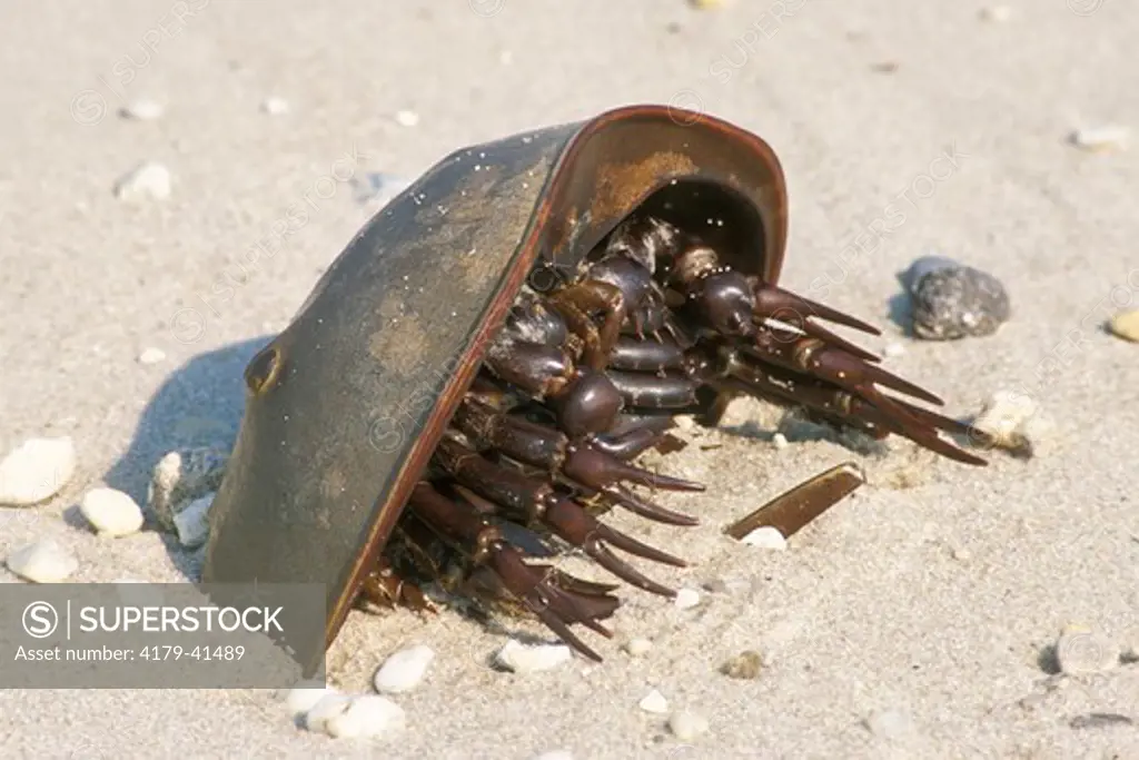 Horseshoe Crab digging into Sand (Limulus polyphemus), NJ