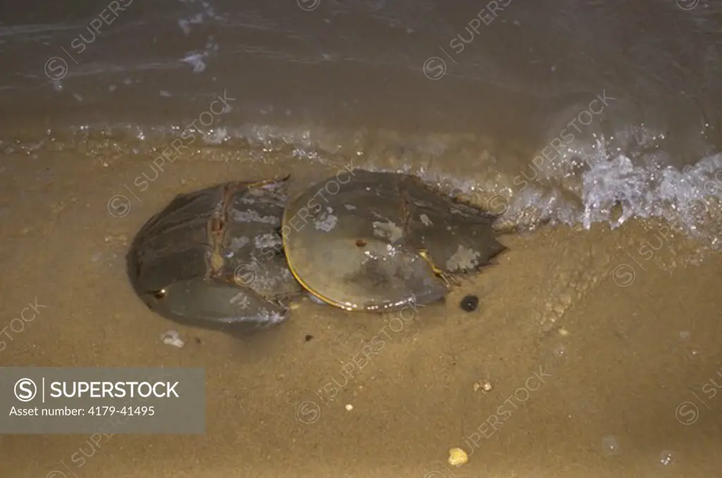 Horseshoe Crabs spawning in Delaware Bay (Limulus polyphemus), Little Creek Wildlife Area