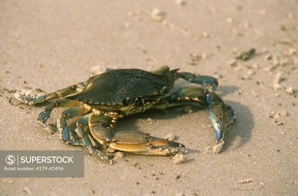 Blue Crab Delaware Bay, NJ