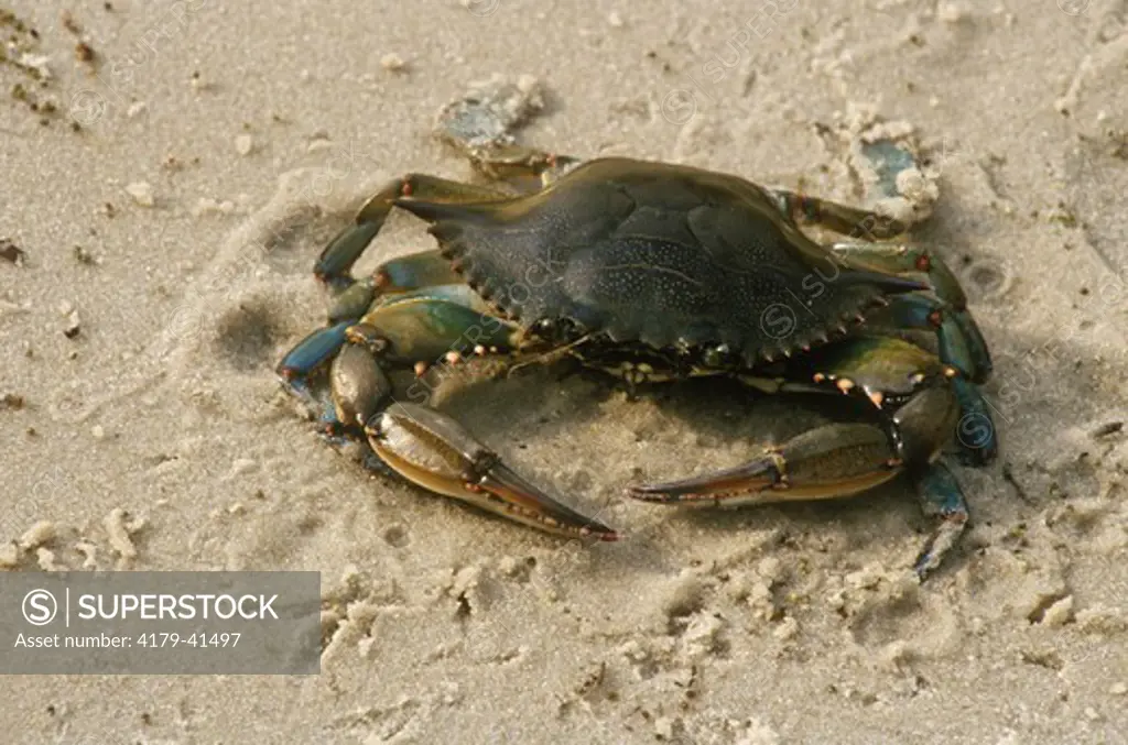 Blue Crab Delaware Bay, New Jersey