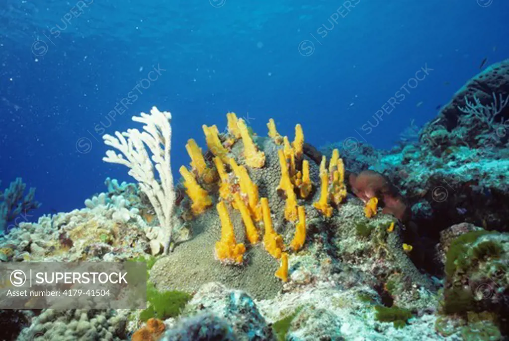 Coral & Yellow Boring Sponge (Siphudictyon coralliphagum) Cozumel, Mexico