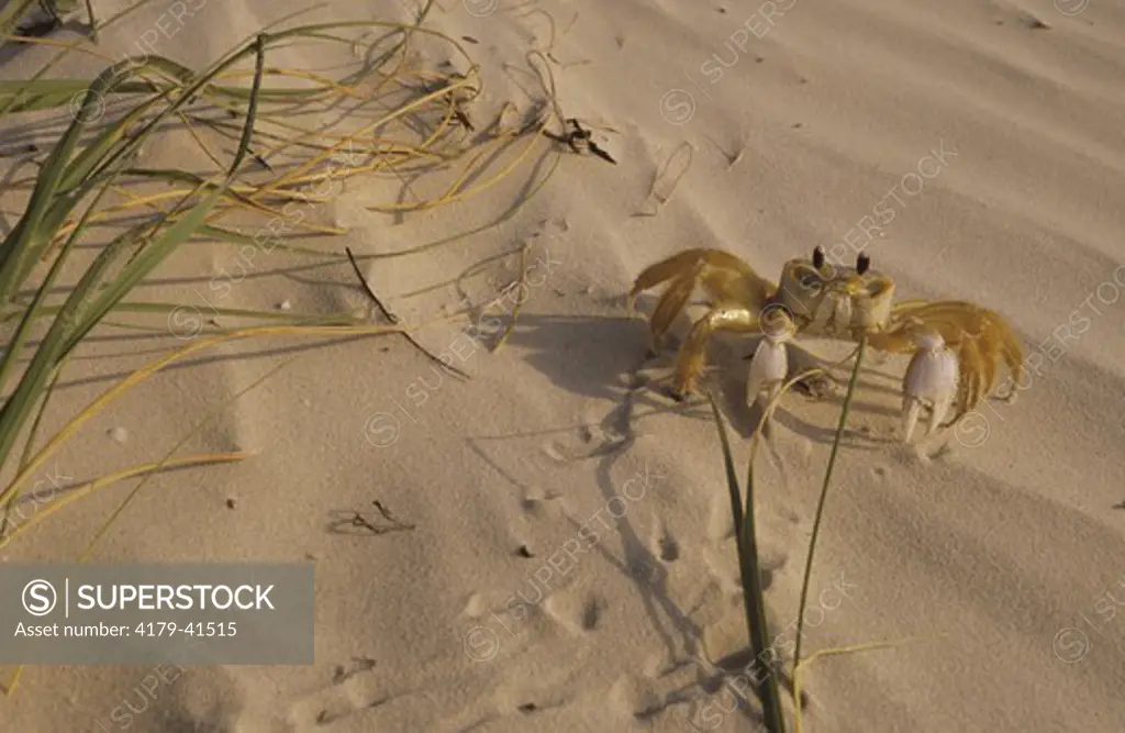 Ghost Crab (Ocypode quadrata), Padre Island National Seashore, TX