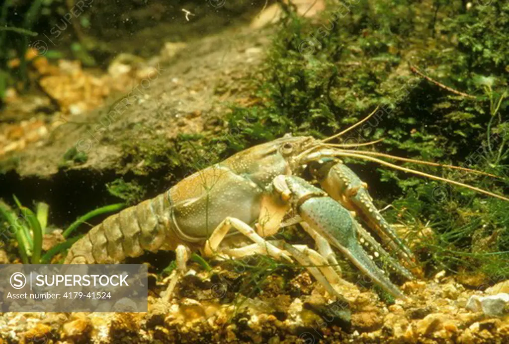 Crayfish Northeast U.S.A.
