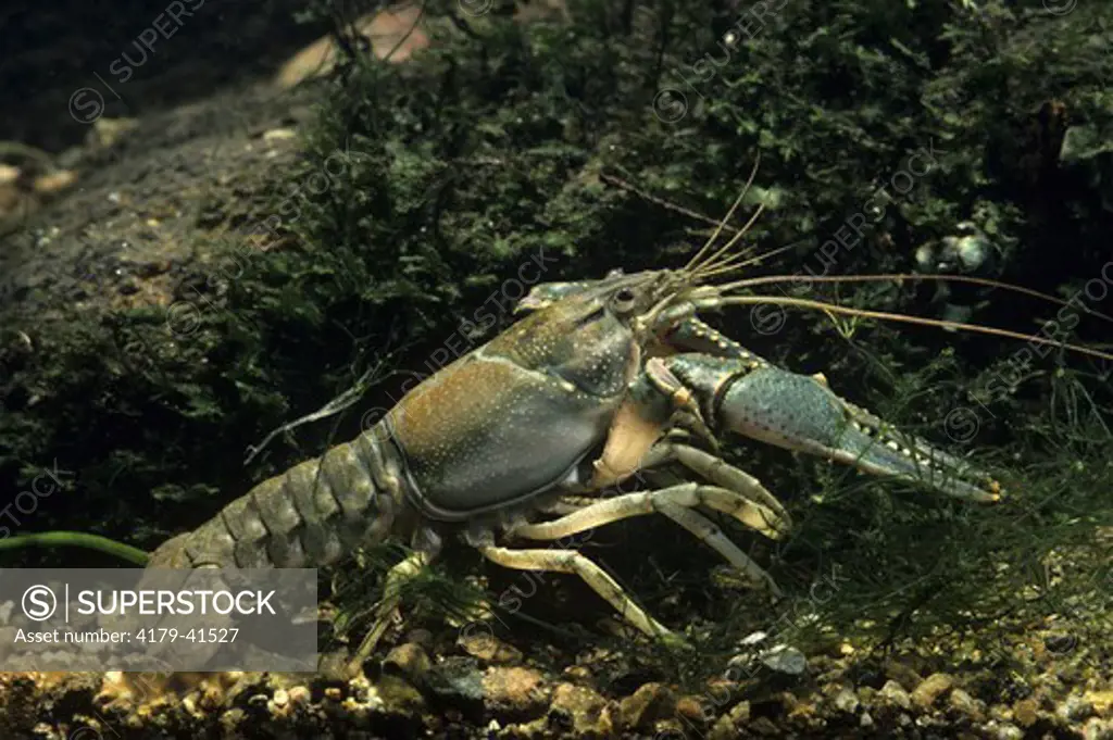 Crayfish, Northeast USA