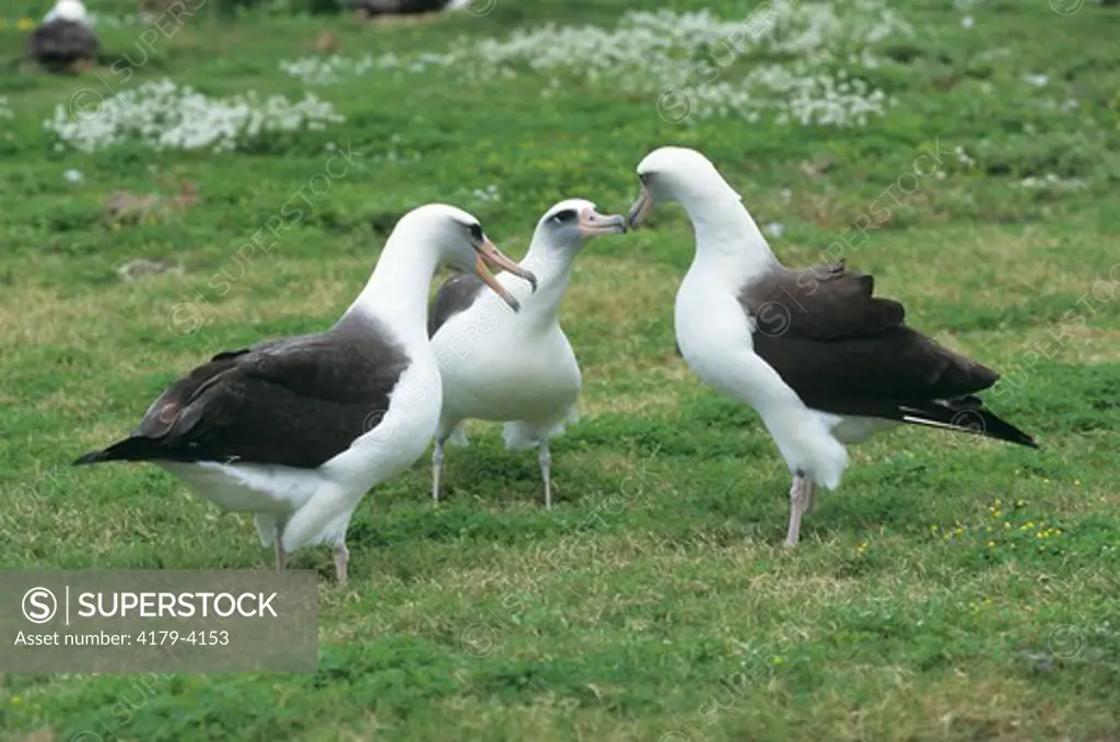 Laysan Albatross Trio in courtship display Midway Is (Diomedea immutabilis)