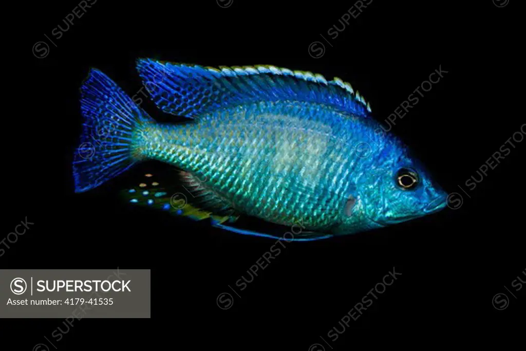 Haplochromid Cichlid of the Utaka Group of Plankton eaters (Copadichromis azureus 'Nkhomo Reef')  Adult Male, Sexually Dimorphic.  One of 300 plus species of Cichlids found in Lake Malawi, Africa.  This species is found near Mbenji & Maleri Islands and Nk