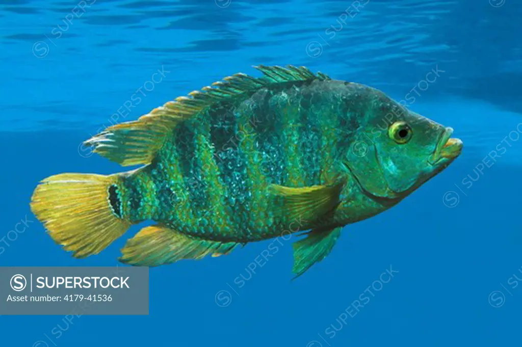 Mayan Cichlid / Freshwater Snapper / 'Atomic Sunfish' (Cichlasoma urophthalmus) The Mayan Cichlid was first recorded in Florida Bay in 1983, and is now abundant in south Florida as far north as Lake Okeechobee and the St. Lucie Canal.  This exotic fish is