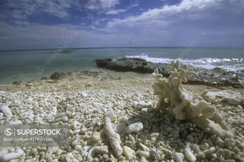 Fragment of Coral on beach Lady Elliot Island Great Barrier Reef,Australia