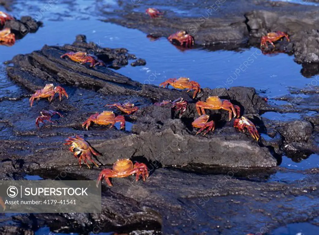 Sally Lightfoot Crabs on Lava Beach (Grapsus grapsus), Galapagos