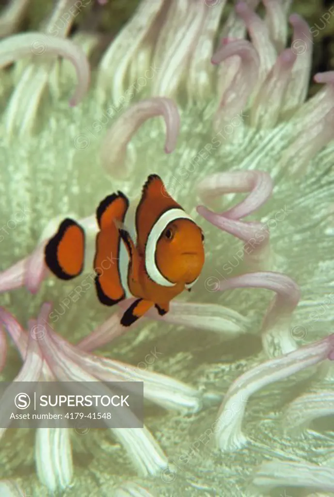 Common Clownfish aka Anemonefish (Amphiprion percula), Tropical Pacific