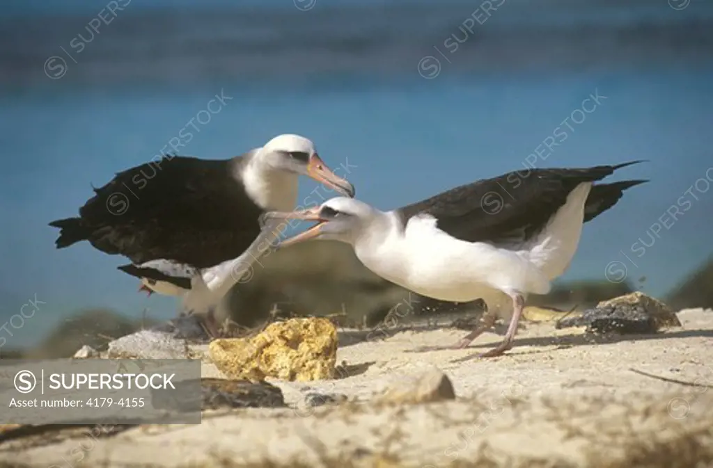 Laysan Albatross Billing (Diomedea immutabilis) Midway Is. Beach Courtship