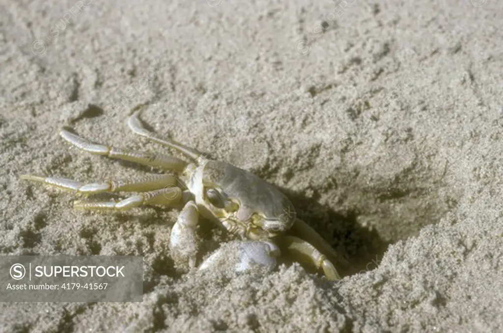 Ghost Crabs (Ocypode quadrata)