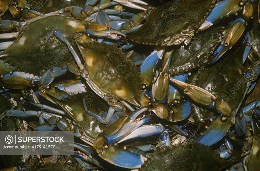 Blue Crabs caught by commerical Fisherman, Atchafalaya Basin, LA