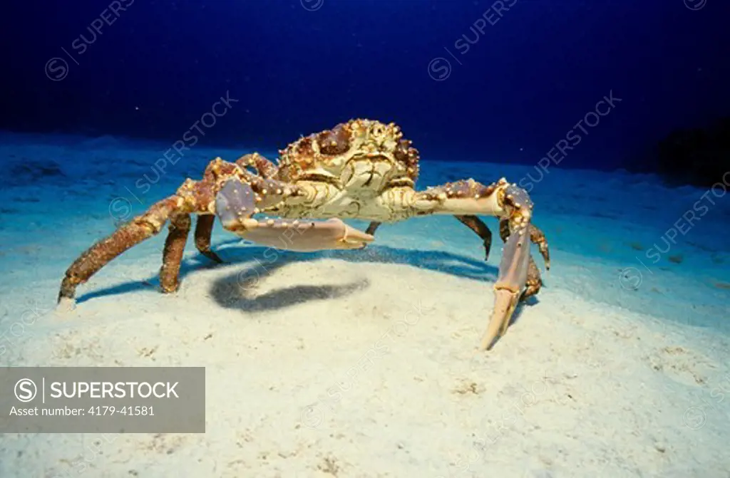 Spider Crab on ocean floor (Mitrax spinosissimus) San Salvador Island, Bahamas