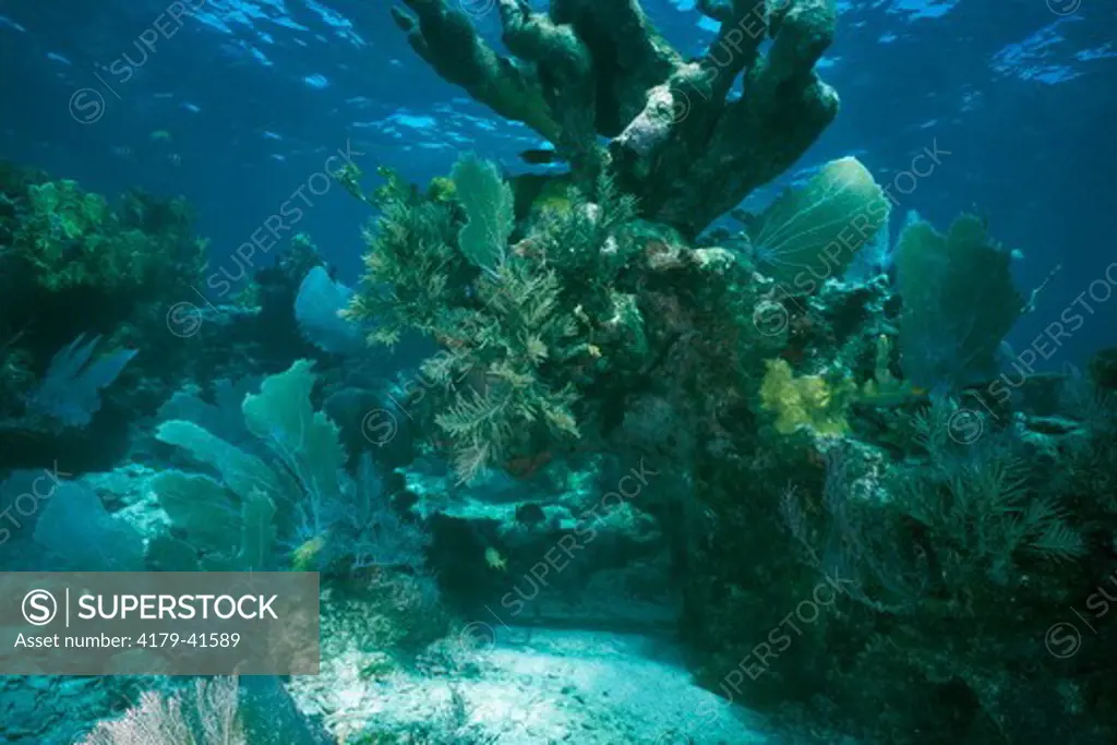 Coral Reef Scence, Florida Keys Marine Sanctuary, corals, sea fans, etc.