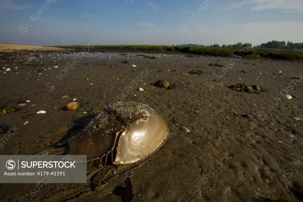 Horseshoe Crab (Limulus polyphemus) at the Nature Conservancy's Griswold Point preserve in Old Lyme, Connecticut near the mouth of the Connecticut River at Long Island Sound.
