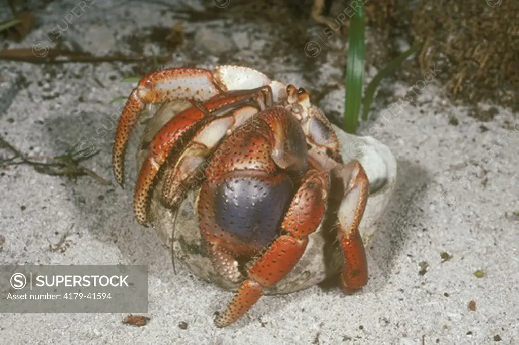 Land Hermit Crab in West Indian Top Shell (Coenobita clypeatus) Blackbird Caye, Belize
