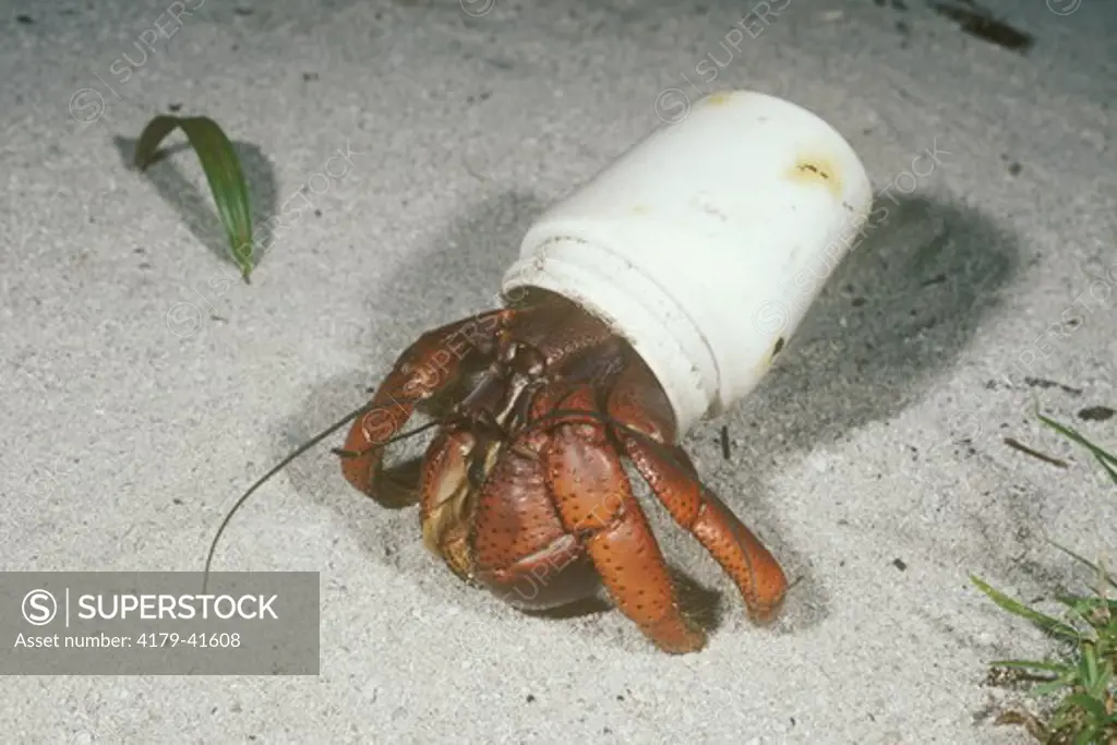 Land Hermit crab, Coenobita clypeatus,  in plastic bottle, Blackbird Caye, Belize