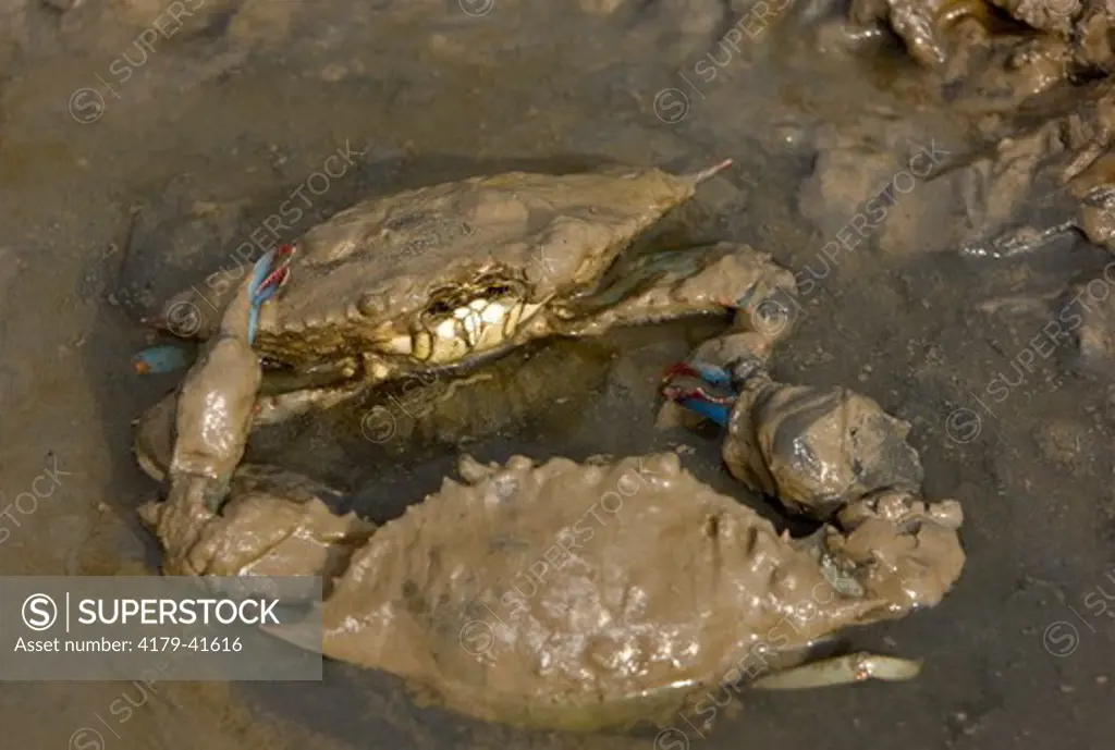 Blue Crabs in mudflats, Welder Flats, Texas