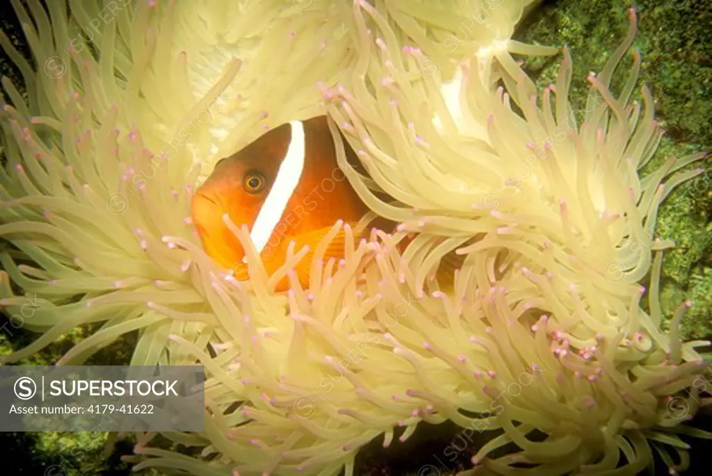 Clown Fish in Sea Anenome tentacles
