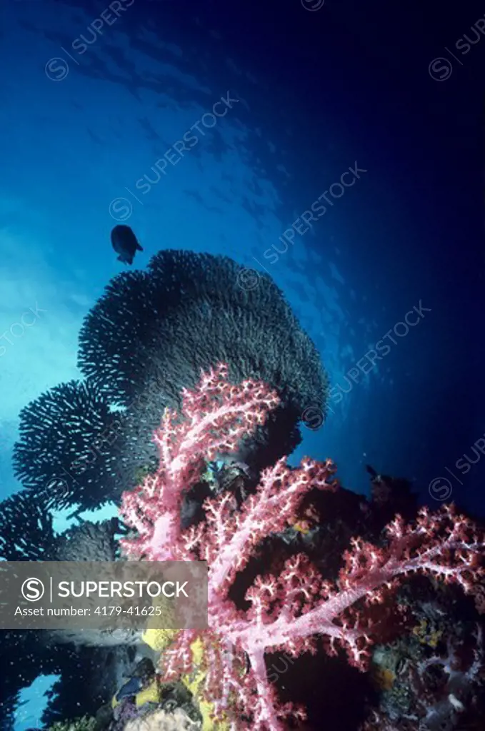 Strawberry Tree Coral (Neptheidae) and Tabletop coral (Scleractinia), Truk