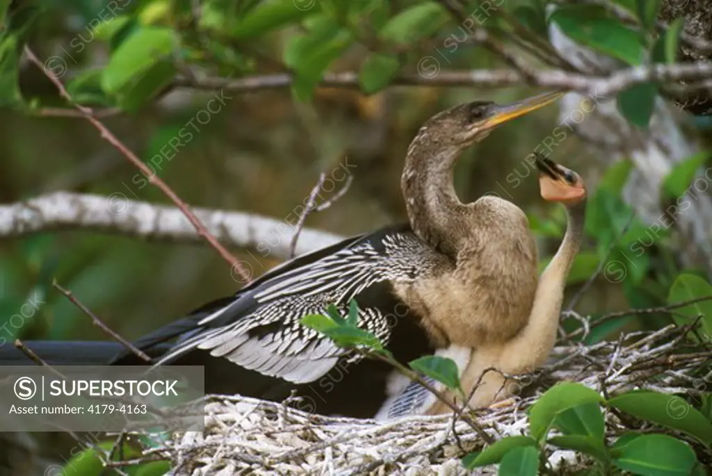 Anhinga and Chick in Nest (A. anhinga), Everglades NP, FL