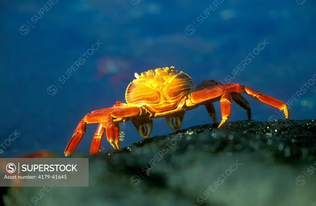 Sally Lightfoot Crab on lava shore (Grapsus grapsus) Santiago Island Galapagos