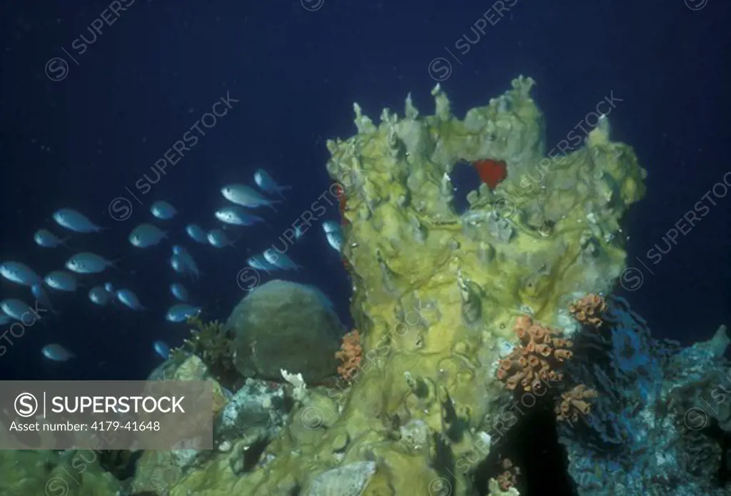 Fire Coral (Millepora alcicornis) Bonaire, NA - highly toxic