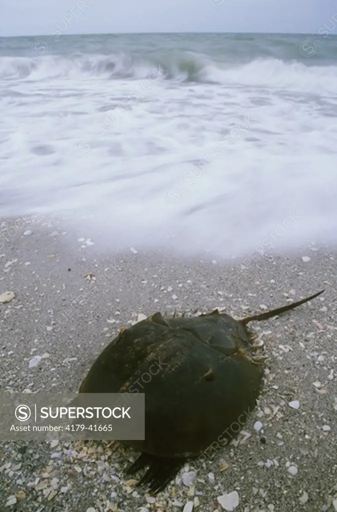 Horseshoe Crab and crashing Wave, Sanibel Island, FL