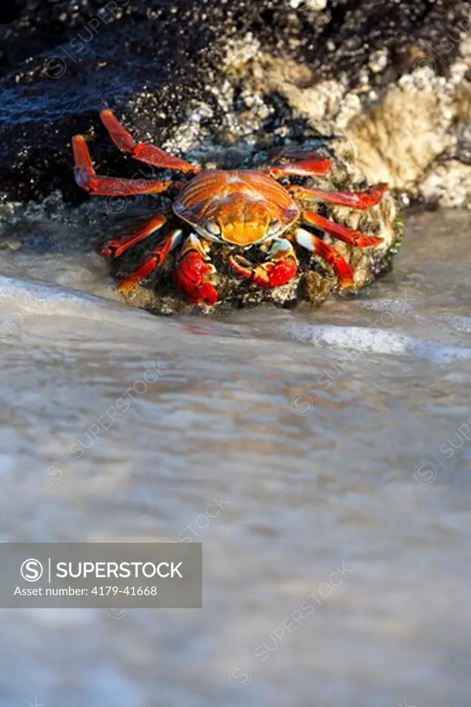 Sally Lightfoot Crab adult at water feeding,foraging (Grapsus grapsus) Galapagos Islands, Ecuador