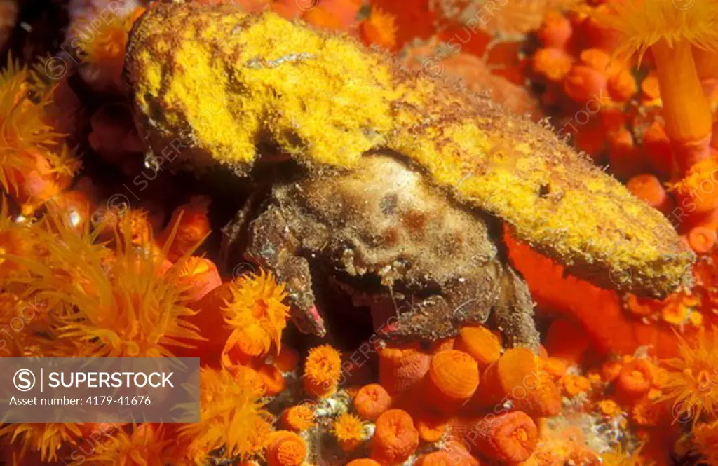 Decorator Crab with Sponges and Orange Cup Coral, Bonaire Island