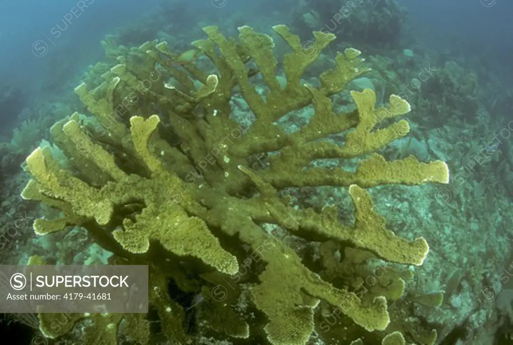 Elkhorn Coral (Acropora palmata), healthy example of fragile Coral, Caribbean