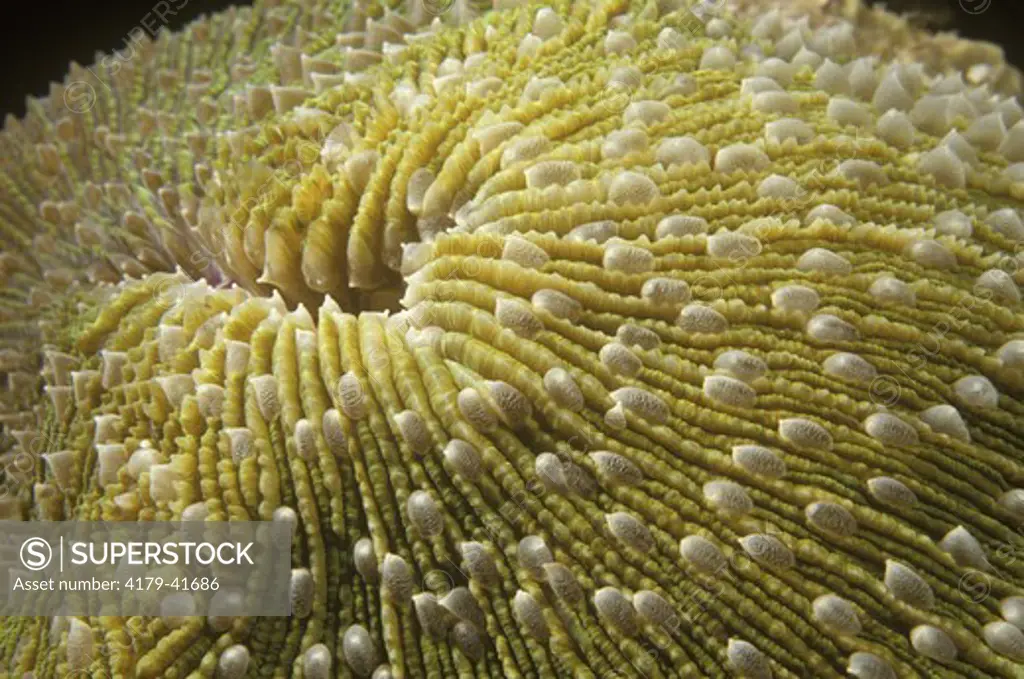 Mushroom Coral (Fungia sp.), not attached, Great Barrier Reef, Australia