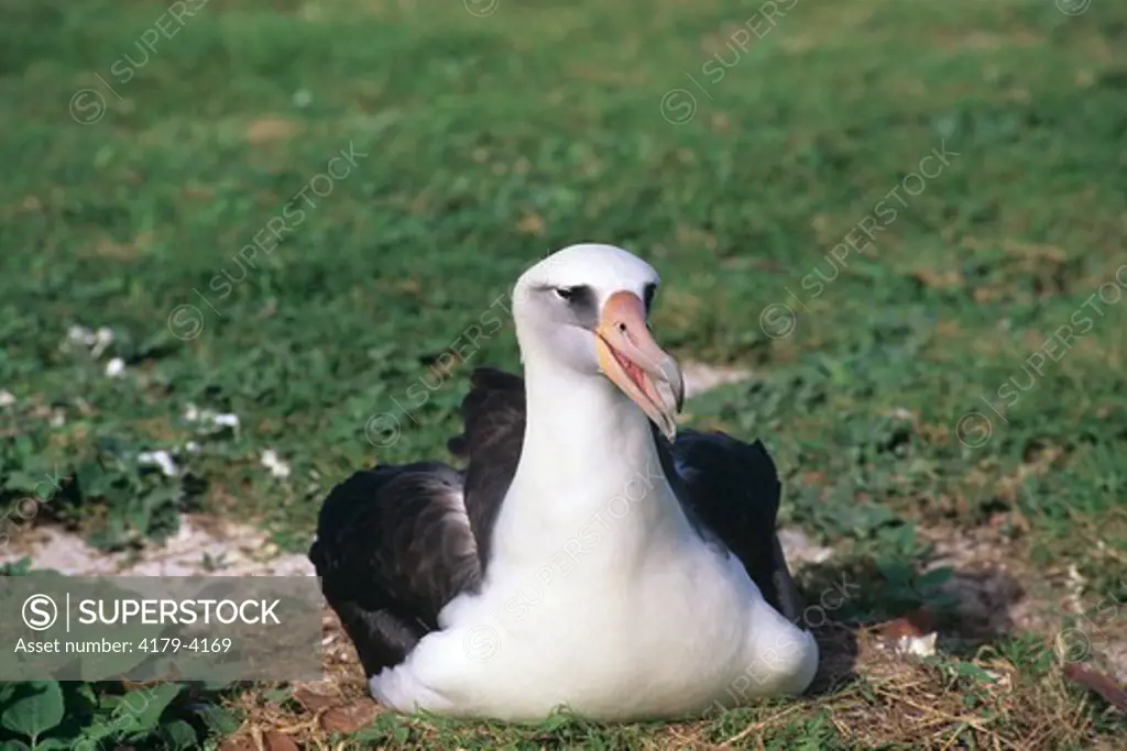 Laysan Albatross on Nest (Diomedea immutabilis), Midway I.