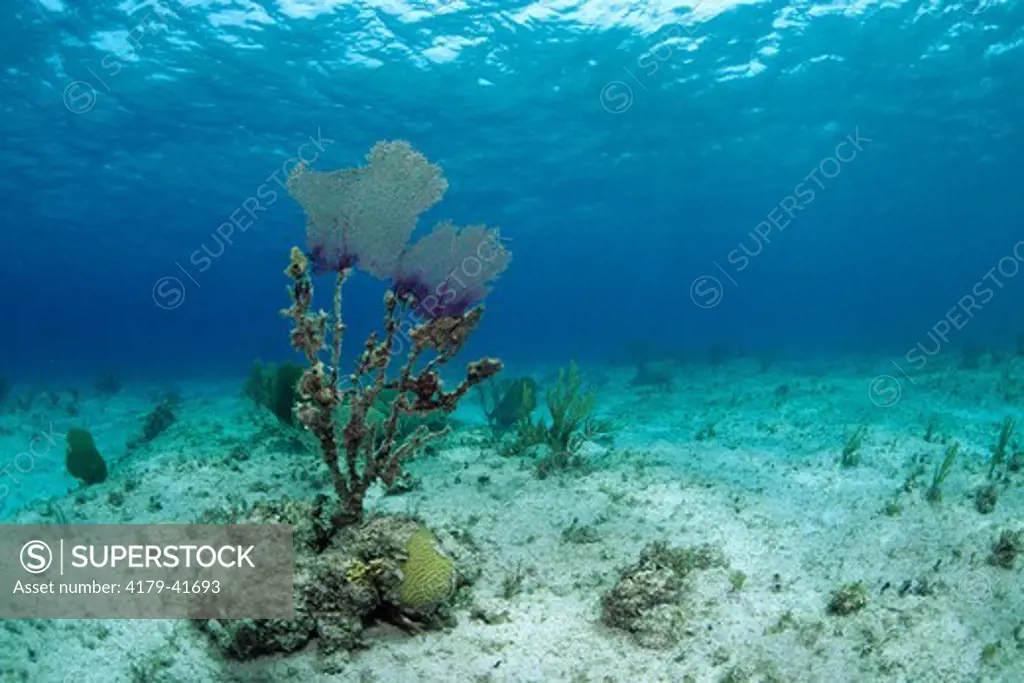 Dead Coral Reef, dying Sea Fan, Corals covered in Algae, Jamaica, Caribbean