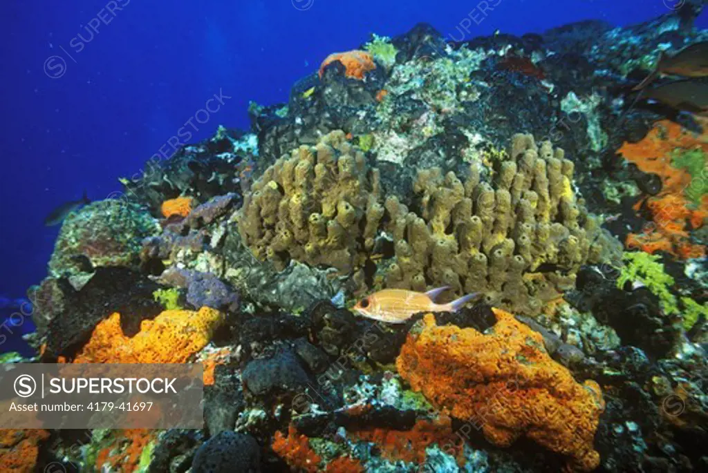 Coral Reef w/ Squirrelfish, Sponges, etc, Stetson Bank Natl. Marine Sanctuary, TX, Texas