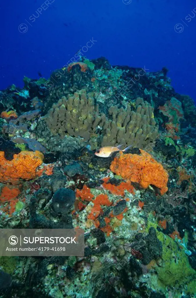 Coral Reef w/ Squirrelfish, sponges, etc., Stetson Bank Nat'l Marine Sanctuary, TX, Texas