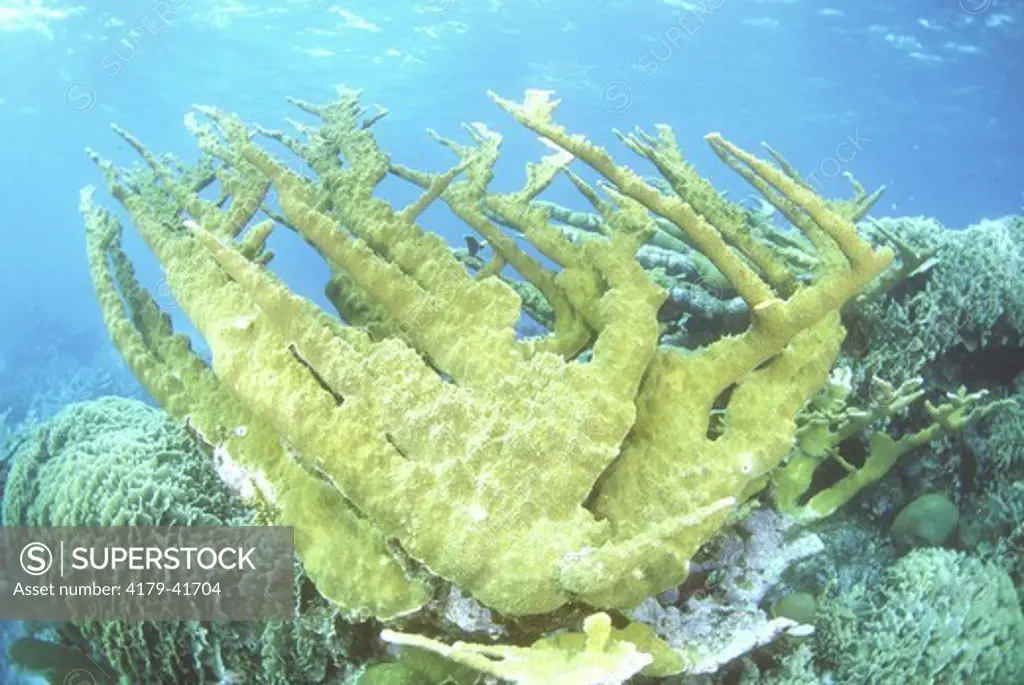 Elkhorn Coral (Acropora palmata), healthy fragile sp., Caribbean