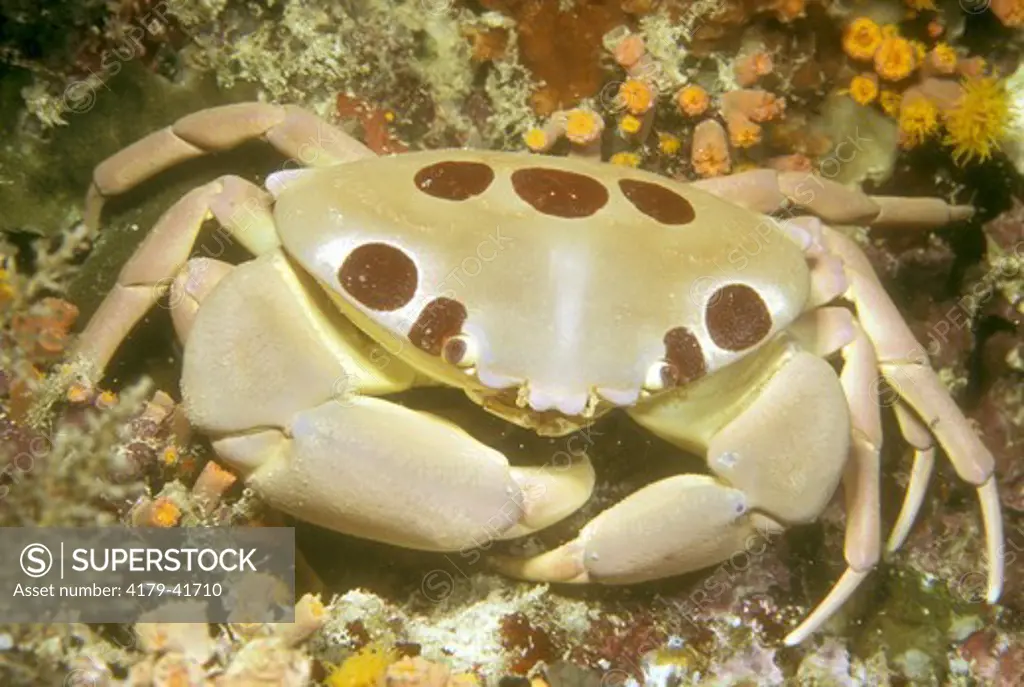 Coral Crab (Carpillus maculatus), slow & clumsy, Indo-Pacific, rocky Areas