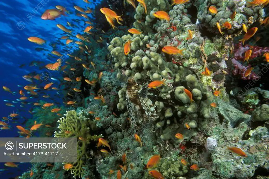 Coral Reef and School of Anthias Fish (Pseudanthias) Red Sea, Staghorn, Sea Fans & Soft Corals